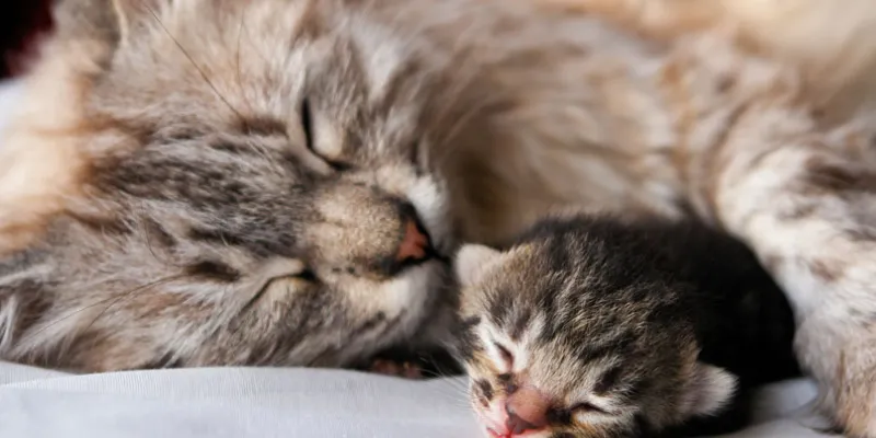 Giải mã chi tiết giấc mơ thấy mèo đẻ con