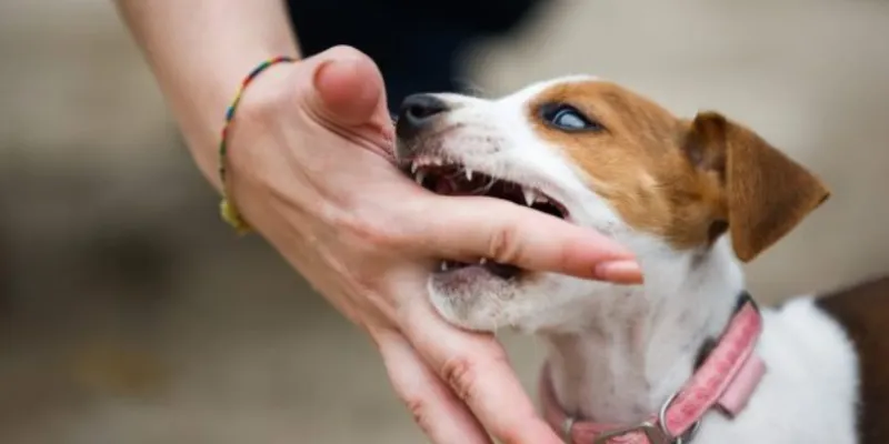 Giải mã giấc mơ bị chó cắn theo từng tình huống