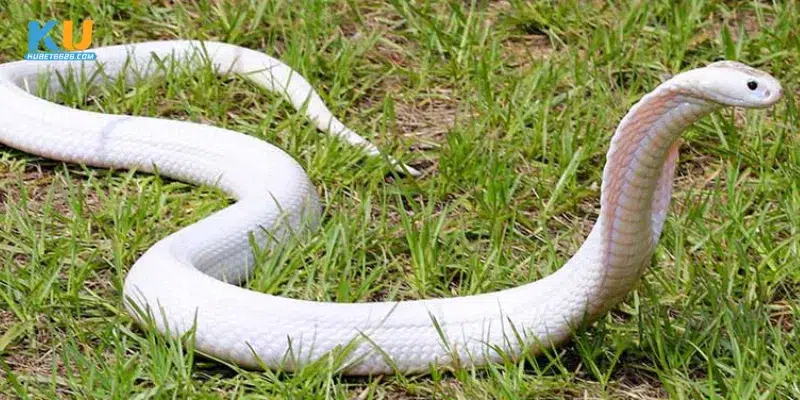 Ý nghĩa chung của giấc mơ thấy rắn