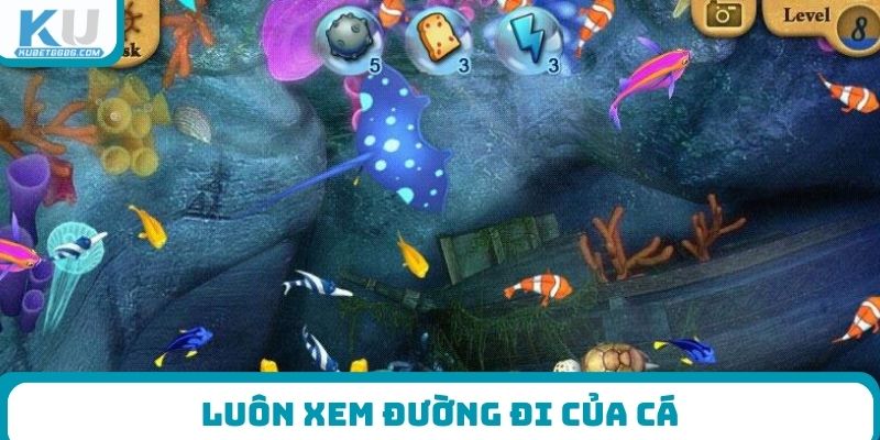 Luôn xem đường đi của cá